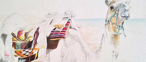 Camel Drawing 2/2