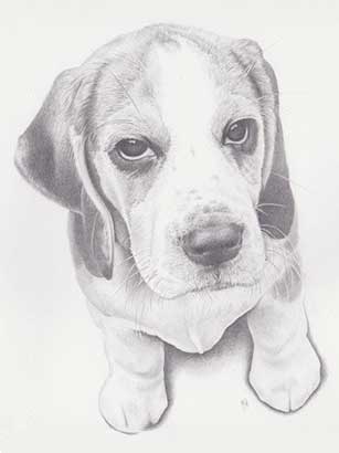 Pet Portrait 1/3